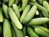 Cucumbers Super Select