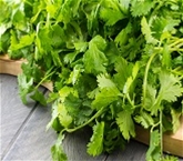 Cilantro Bunch