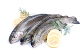 Brook Trout(Rainbow Trout)