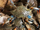 Crabs Soft Shell