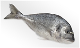 Dorade