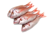 Red Snapper