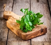 Basil A&V