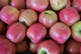 Lady Apples