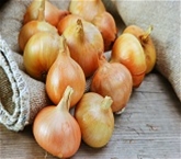 Organic Yellow Onions