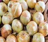 Vidalia Onions