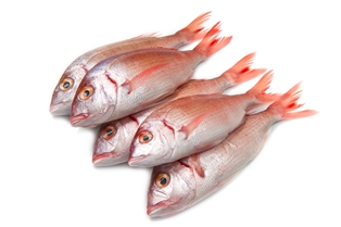 Red Snapper