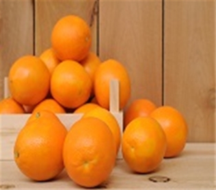 Oranges Navel Large