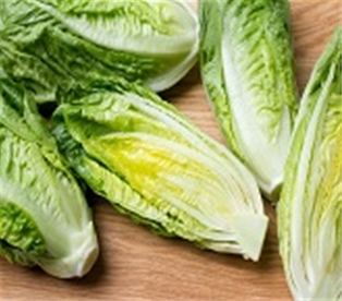 Organic Romaine Lettuce