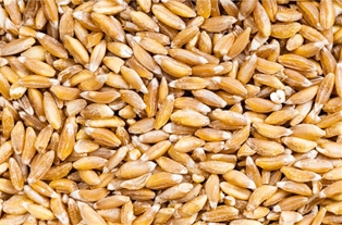 A&V Organic Farro 25 OZ